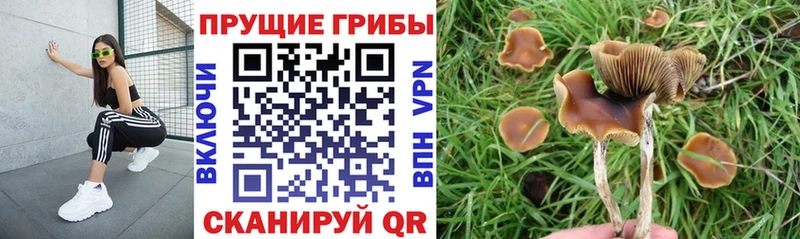 Галлюциногенные грибы Cubensis  Красный Холм 